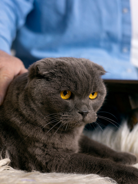 Стресс у кошек: причины, симптомы и лечение