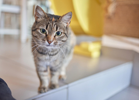 Кот часто ходит в туалет по маленькому по чуть чуть