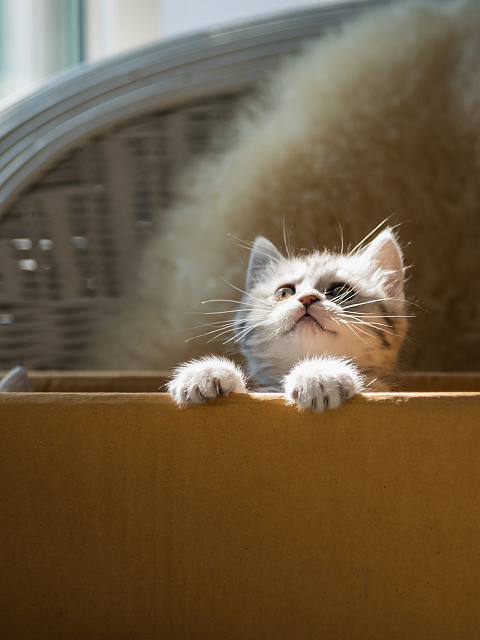 Как долго привыкает котенок к новому дому и новым хозяевам